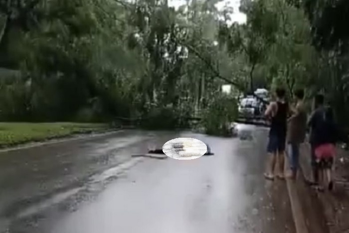 Pohon Besar Tumbang Di Ternate Timpa Rumah Dan Mobil Hingga Tutup