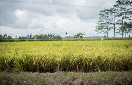 BUMN Bakal Bangun Food Estate Di Merauke Papua Selatan Seluas 2 Juta