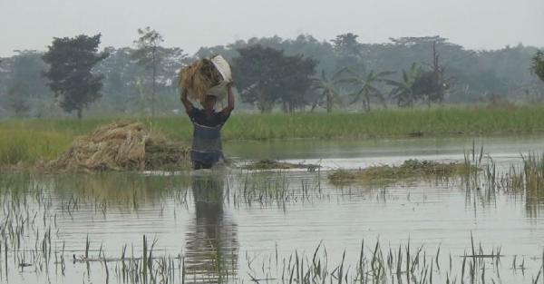 Sawah Terendam Banjir Petani Gresik Terpaksa Panen Dini