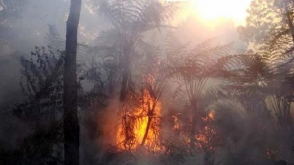 Hutan Pinus Di Lereng Timur Gunung Slamet Kembali Terbakar