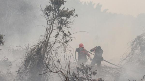 Kebakaran Hutan Di 6 Provinsi Capai Ribuan Hektare Riau Terparah