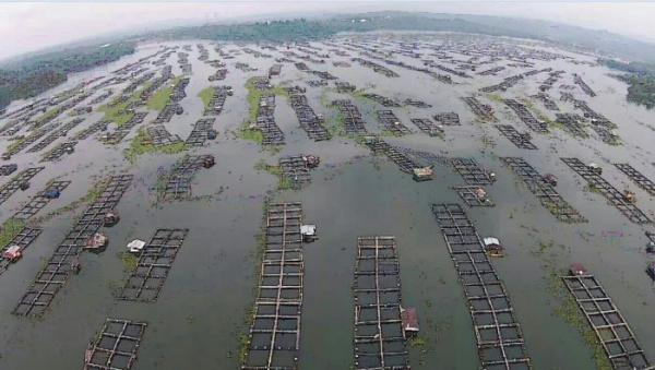 Ini Penyebab Ikan Mati Massal Di Waduk Jatiluhur