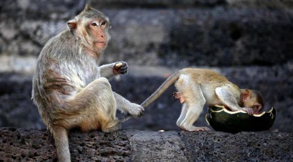 Monyet Ekor Panjang Teror Warga Bantul Serbu Permukiman Dan Lahan