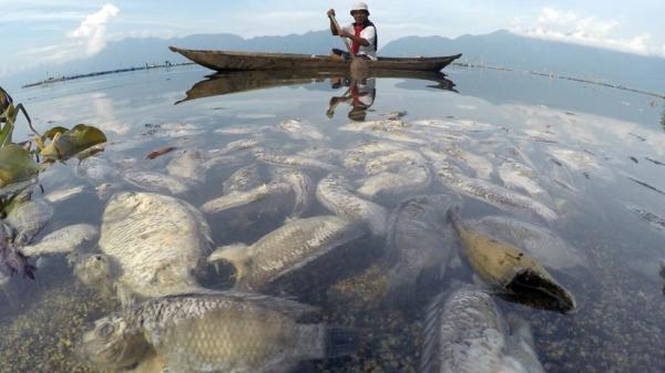 15 Ton Ikan Di Danau Maninjau Sumatera Barat Mati