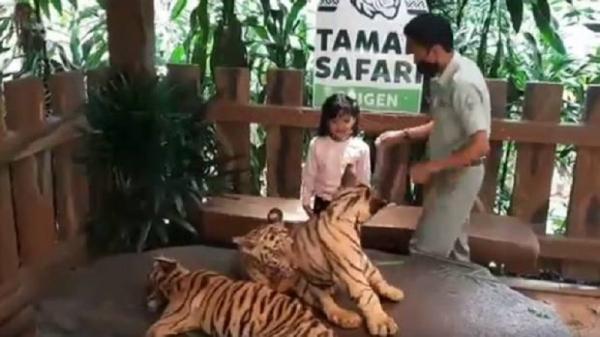 Lucu 3 Bayi Harimau Benggala Taman Safari Prigen Bisa Diajak Selfie