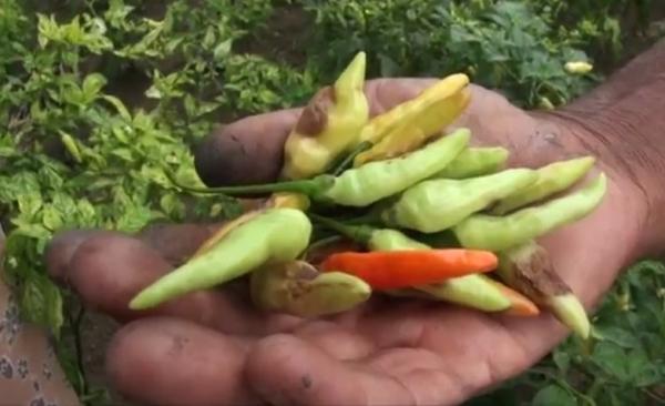 Diserang Hama Jamur Petani Cabai Di Mojokerto Gagal Untung Besar