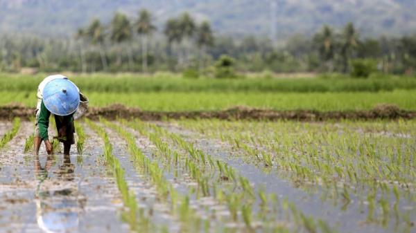 Pakar UGM Sebut Pengembangan Genetik Baru Bisa Dukung Produksi Pangan