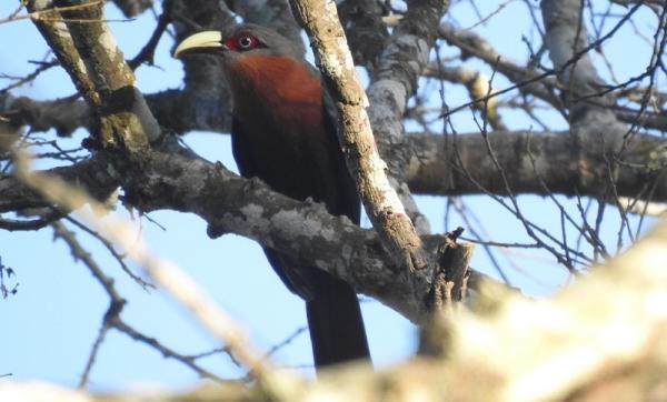 Spesies Burung Langka Ditemukan Di Hutan Gunung Kelud Dan Kawi