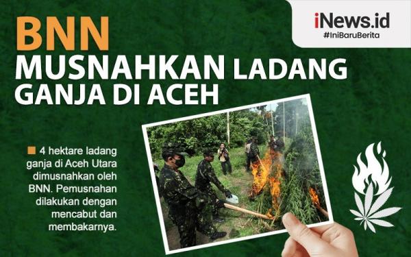 BNN Musnahkan 4 Hektare Ladang Ganja Di Aceh Utara