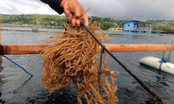 Vietnam Minati Rumput Laut Kering RI Impor 52 4 Ton Senilai Rp2 3 Miliar