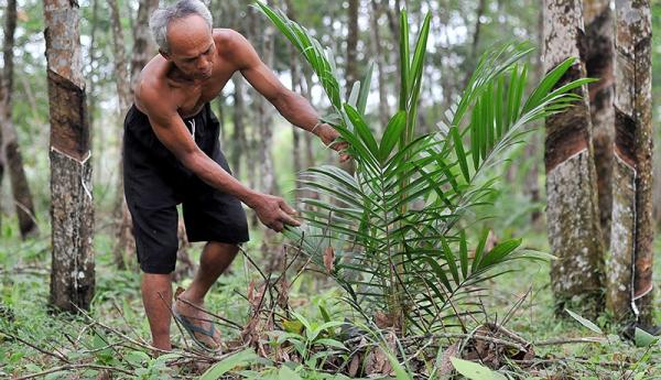 Hektare Kebun Karet Berubah Jadi Kelapa Sawit Di Jambi