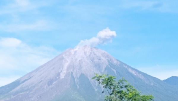 Gunung Semeru Erupsi Senin Pagi Kolom Abu 700 Meter Di Atas Puncak Kawah