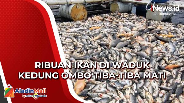 Ribuan Ikan Di Waduk Kedung Ombo Mati Mendadak Petani Rugi Hingga Miliaran