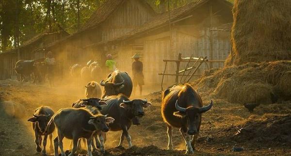 Kampung Unik Di Ngawi Singgah Ke Desa Yang Dihuni Ratusan Kerbau