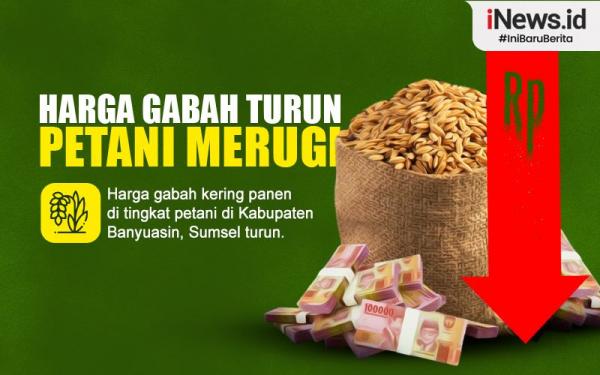 Infografis Harga Gabah Turun Petani Di Banyuasin Merugi