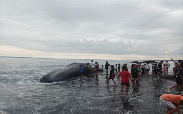 Paus Sperma Raksasa Yang Terdampar Di Bali Akhirnya Mati