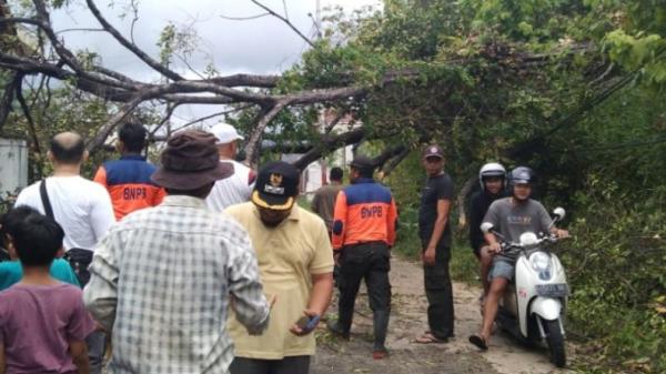 Pohon Asam Di Padang Tumbang Tutup Akses Jalan Dan Timpa Pagar Rumah Warga