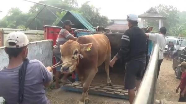 Jelang Idul Adha Harga Sapi Di Purwakarta Naik Rp3 Juta Per Ekor