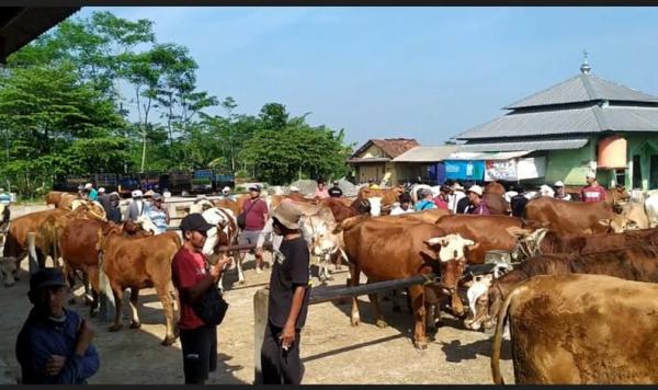 Harga Sapi Di Banjarnegara Naik Jelang Idul Adha Limosin Rp Juta