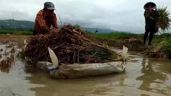 Puluhan Hektare Sawah Terendam Banjir Petani Pangandaran Terpaksa