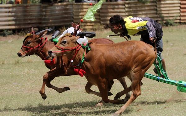 Adu Cepat Karapan Sapi Merah Budaya Madura