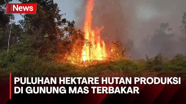 Puluhan Hektare Hutan Produksi Di Gunung Mas Terbakar Ini Pemicunya