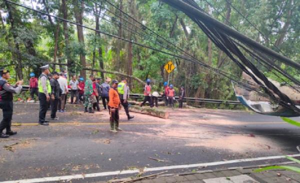 Pohon Tumbang Di Jalur Denpasar Gilimanuk Timpa Pemotor Hingga Patah Tulang