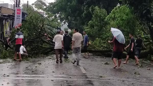 Hujan Dan Angin Kencang Landa Bogor Sejumlah Pohon Tumbang