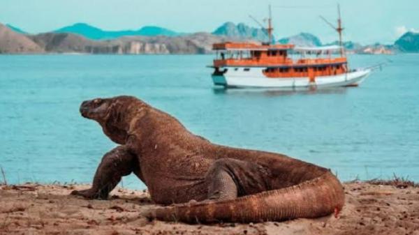 Kunjungan Turis Ke TN Komodo Naik 2 Kali Lipat Sehari 100 Kapal Wisata