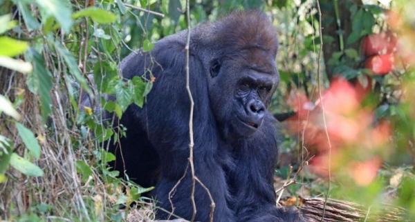 Masih Ingat Gorila Viral Di Ragunan Sebentar Lagi Akan Rayakan Ultah