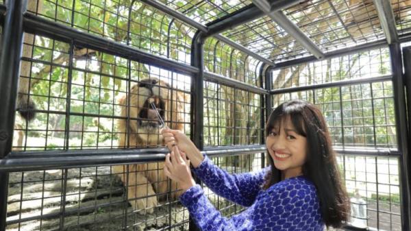 Harga Tiket Masuk Taman Safari Prigen Simak Rute Dan Jam