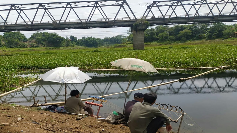 Aliran Waduk Saguling Kbb Berubah Jadi Lautan Eceng Gondok Ikan Sulit