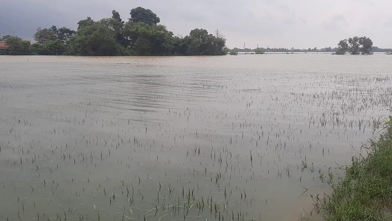 Ribuan Hektare Sawah Di Karawang Terendam Banjir Petani Gagal Tanam