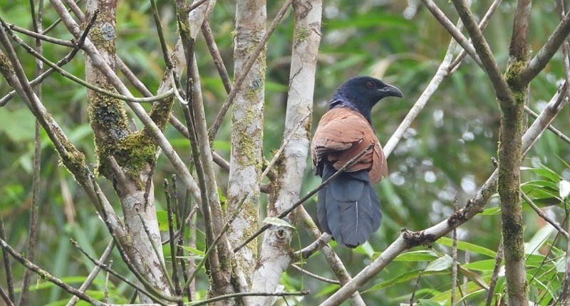 Burung Bubut Dijuluki Hewan Kanibal Ternyata Ini Faktor Penyebabnya