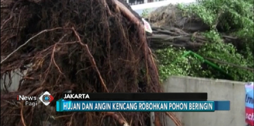 Angin Kencang Pohon Beringin Tumbang Timpa Fasilitas Sekolah