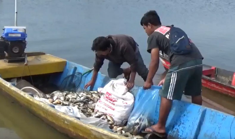 Puluhan Ton Ikan Mas Di Waduk Darma Kuningan Mati Petani Rugi Ratusan