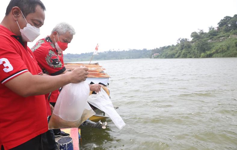 Semakin Mesra Ganjar Dan Kader PDIP Tebar Benih Ikan Bantuan Megawati