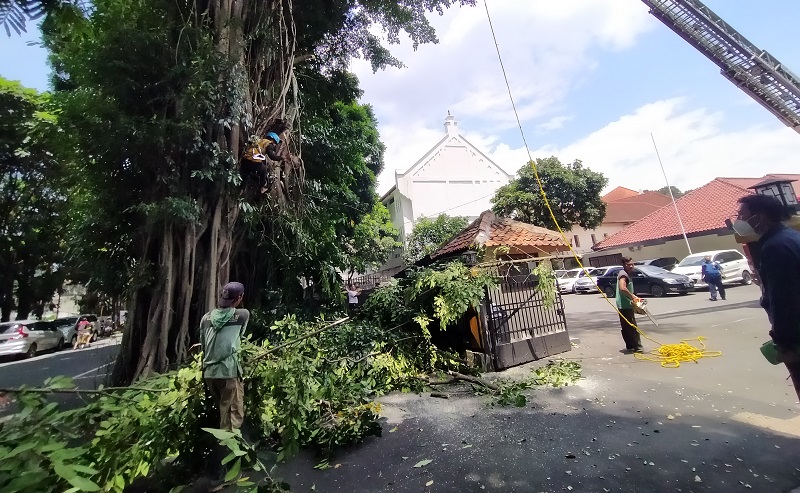 Awas Hampir Semua Ruas Jalan Di Kota Bogor Rawan Pohon Tumbang