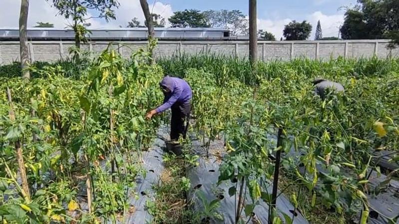 Tanaman Cabai Diserang Hama Patek Dan Jamur Akar Petani Di Lereng