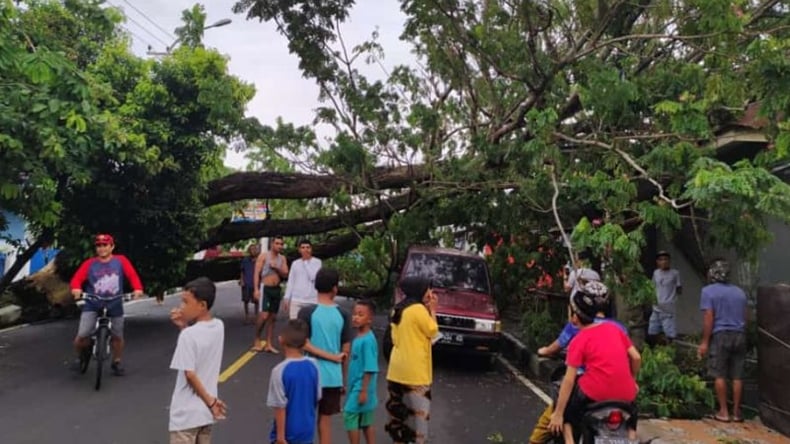 Pohon Besar Tumbang Di Ternate Timpa Rumah Dan Mobil Hingga Tutup