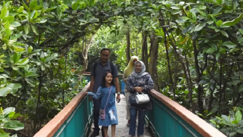 Foto Hutan Mangrove Pik Harga Tiket Masuk Wisata Hot Sex Picture