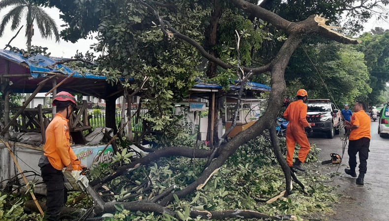 Hujan Dan Angin Kencang Di Bogor Dahan Pohon Meter Patah