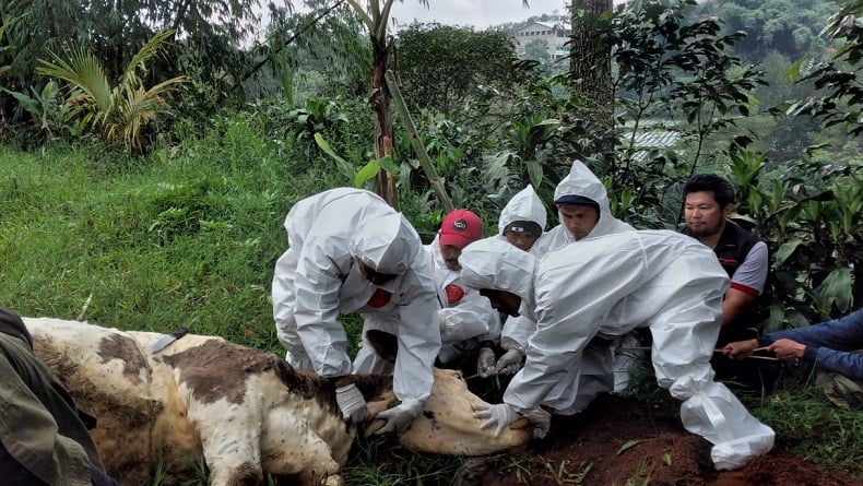 Kasus LSD Pertama Muncul Di KBB Sapi Perah Di Lembang Terpaksa Dipotong