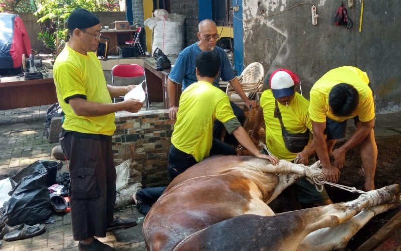 Idul Adha Golkar Dki Serahkan Sapi Dan Kambing Kurban Supaya