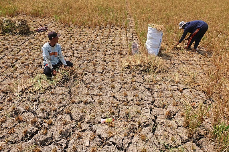 Petani Magelang Gagal Panen Padi Akibat Musim Kemarau