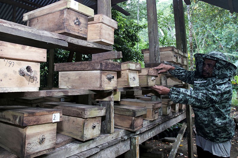 Produksi Madu Trigona Turun Saat Musim Kemarau