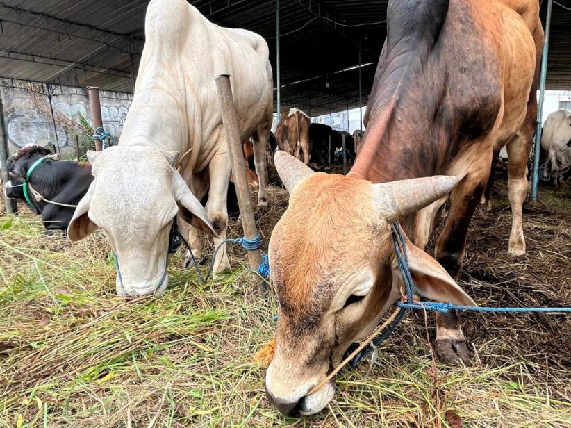 Harga Sapi Kurban Dijual Mulai Dari Rp Juta Termahal Berapa