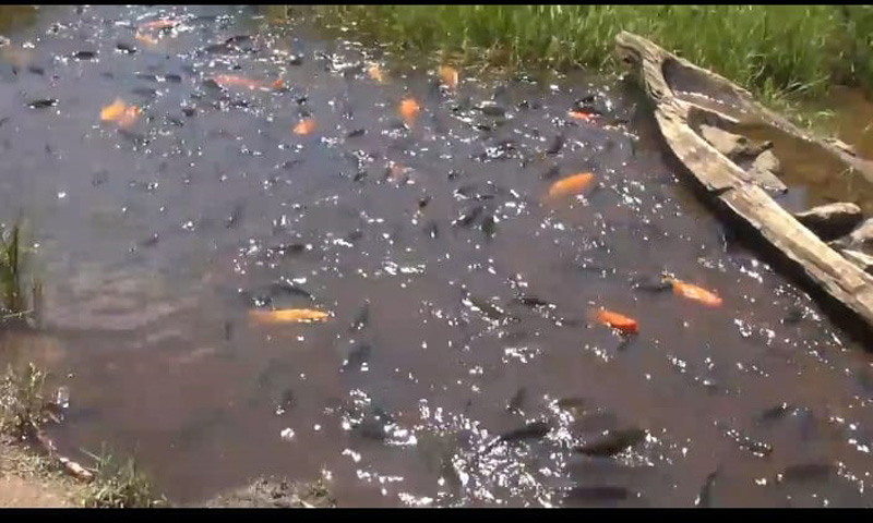 Singgah ke Brebes, Jangan Sekali-Kali Ambil Ikan di Desa Kaki Gunung Slamet Ini