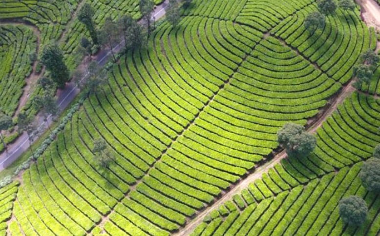 10 Tempat Wisata Majalengka, Sejuknya Berswafoto di Kebun Teh Cipasung