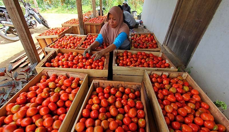 RI Deflasi 0,08% pada Agustus 2025 gegara Tomat hingga Cabai Rawit